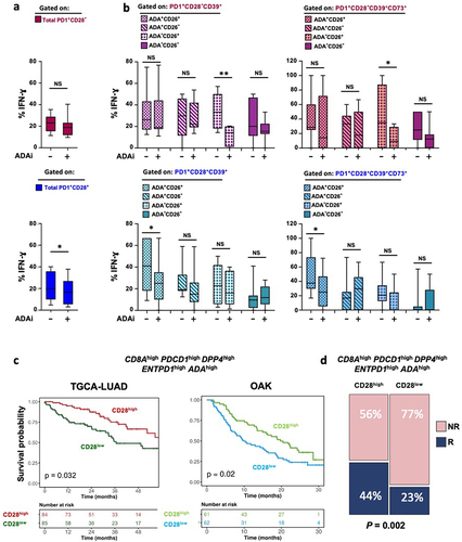 Figure 2. In a CD39-enriched setting, PD1+CD28+ T-cell functionality relies on an autocrine ADA/CD26 axis, which emerges as a predictive signature for OS and responsiveness to ICB. (a-b) Effect of ADA inhibition (ADAi) with the specific inhibitor EHNA on IFN-γ production in T cells isolated from NSCLC tumor sites, stimulated by anti-CD3 mAb (5-6h). ADAi impact was assessed on PD-1+CD28− and PD-1+CD28+ T cells (a) and on subgroups with distinctive co-expression patterns of CD39, ADA, and CD26 (b, left panels) or CD39, CD73, ADA, and CD26 (b, right panels). p values were calculated using the Wilcoxon rank test. *p ≤ 0.05, **p ≤ 0.01. (c) Kaplan-Meier curve showing OS probability of adenocarcinoma patients from the TCGA-LUAD and OAK datasets. Patient numbers at risk and P-values are displayed. Significance was assessed using the log-rank test; (d) Bar plots showing the percentage of patients from the OAK cohort stratified according to the High/Low scores of our signature and categorized as Responders (R) and Non-Responders (NR) to ICB based on CD28high (left panel) and CD28low (right panel) expression. Significance was determined through the Fisher’s Exact test.
