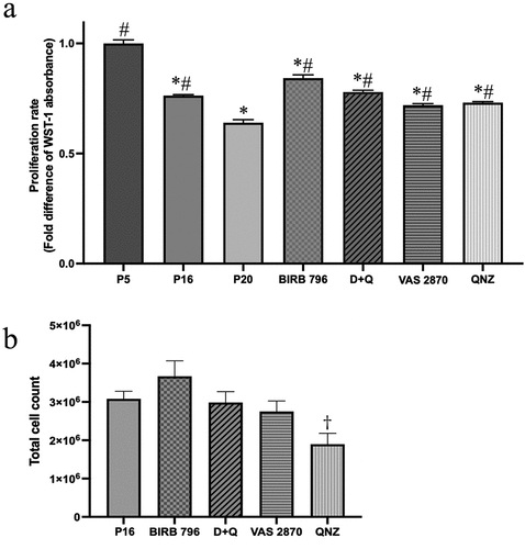 Figure 4. Senotherapeutics reduce the impact of senescence on BMEC proliferative capacity. The proliferation rate of BMECs, assessed by WST-1 assay, decreased with increasing passage numbers. Treatments of p16 cells with senomorphics targeting p38MAPK (BIRB 796), NF-κB (QNZ) or NADPH oxidase (VAS2870) or senolytics (dasatinib and quercetin; D + Q) until p20 significantly decreased the suppressive effect of senescence on proliferation (a). However, treatments with QNZ significantly reduced the number of viable cells compared to p16 cells, control group (b). Data are expressed as mean ± SEM from three independent experiments. *P < .05 compared to p5 BMECs. # P < .05 compared to p20 BMECs. †P < .05 compared to p16 BMECs.