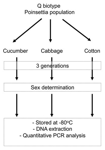 Figure 1. The three host plant B. tabaci Q populations (cotton, cucumber, and cabbage) used in this study.
