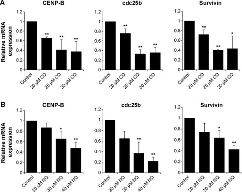 Figure 6 A dose-dependent inhibition of CENP-B, cdc25b, and survivin by CQ and NQ in HuCCT1.