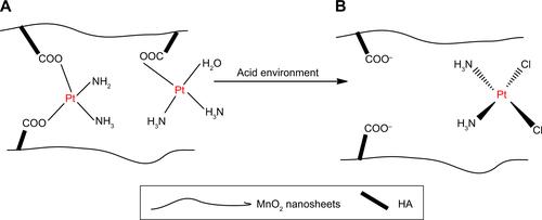 Figure S2 The interaction between CDDP and HA.Notes: (A) The interaction of CDDP with carboxyl groups in HA from adjacent nanosheets. (B) The weakening of the metal–carboxylate bond via protonation of the carboxylic groups of the HA units.Abbreviations: CDDP, cis-diamminedichloroplatinum; HA, hyaluronic acid.