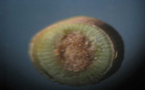 FIGURE 7 A cross section of one of the ‘Edelweiss’ single-bud cuttings treated with oil showing normal xylem and phloem tissues (color figure available online).