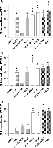 Figure 8.  Inhibition of PLD1 and 2 by siRNA transfection induced increased internal locations of formyl-peptide-receptors. After 96 h of post-transfection, HT29 cells were each subjected to 1 µM fMLF for 60 min at 37°C as indicated. Cells were fixed using Zamboni and the surface receptors were labeled with rabbit anti-FPR, FPRL1 and FPRL2 antibodies followed by peroxidase-conjugated antibodies (without methanol permeabilization). Formyl peptide receptor endocytosis, quantified as the percentage loss of labelling surface receptors in relation to the optical density (OD) of the control (defined as 100%), was measured using ELISA as described in Material and methods. Values represent mean±SD from four independent experiments. An asterisks indicates a significant difference (*, p<0.05; **, p<0.001) compared to control siRNA without fMLF using ANOVA followed by the Bonferroni test. Published in colour in the online version.