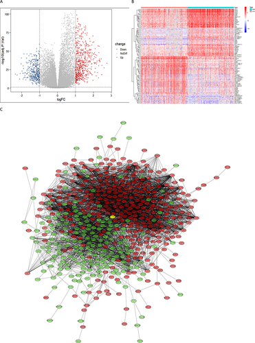 Figure 3 (A) A volcano map of differential genes in the glioma immune microenvironment: logFC (High ImmuneScore group vs Low ImmuneScore group); (B) Correlation heat maps of the 50 most significantly up-regulated and down-regulated differential genes; (C) PPI network of differential genes in the glioma immune microenvironment, red dots represent upregulated genes, green dots represent downregulated genes, yellow dots represent study single gene.
