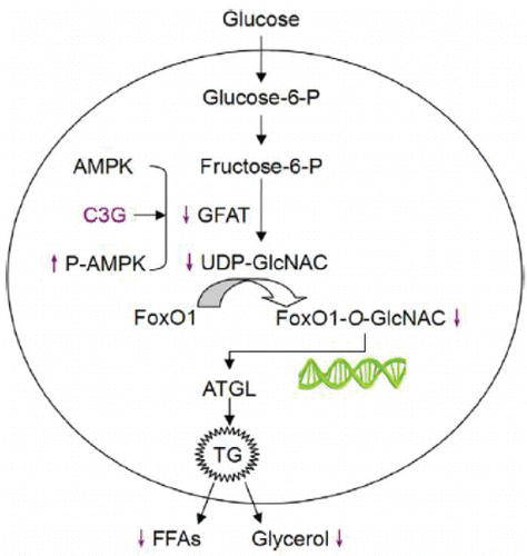 Figure 4. Schematic model showing the antilipolytic role of anthocyanin in high glucose-incubated adipocytes through regulating FoxO1-mediated transcription of ATGL. Cyanidin 3-O-β-glucoside treatment decreases the cellular GFAT activity resulting in diminished formation UDP-N-acetylglucosamine. This disrupts high-glucose-induced O-GlcNAc modification of FoxO1, inhibits ATGL transcription, and limits lipolysis. (Reproduced from the original source: Guo et al., Citation2012.)