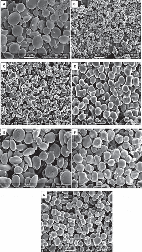 Figure 3. Scanning electron micrographs (SEM) of starches isolated from different cereals. (A) Wheat (WH-1105), (B) Rice (PR-123), (C) Oats (OL-9), (D) Maize (Super-777), (E) Barley (PL-426), (F) Sorghum (Sudex), and (G) Millets (FBC-16) (bar = 20 µm).