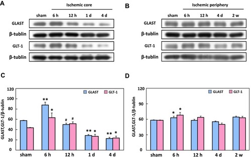 Figure 3 Western blot analysis of GLAST and GLT-1 in the ischemic core (A) and periphery (B) regions of the cortex. Upper rows show representative protein bands for GLAST and GLT-1, and lower rows show the re-probed β-tubulin protein bands. Quantitative analysis of the intensity level of GLAST and GLT-1 protein normalized to β-tubulin peaking at 6 h and decreasing from 12 h to 4 d in the ischemic core (C) and periphery (D) regions of the brain. **P < 0.01, *P < 0.05, compared to sham; #P < 0.05, compared to 6 h.