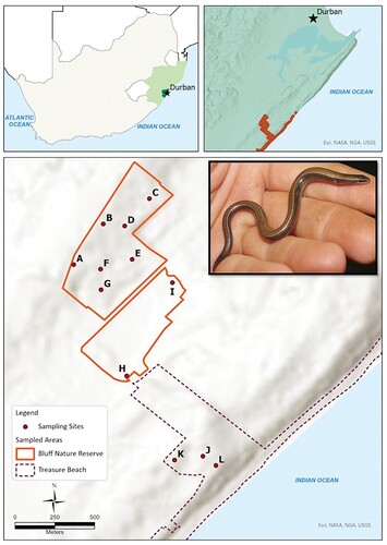 Figure 1. Sampling sites in Bluff Nature Reserve and Treasure Beach in KwaZulu-Natal province, South Africa, where reptiles and amphibians were sampled from 16 August to 14 September 2021. Inset: Durban Dwarf Burrowing Skink Scelotes inornatus, Photo: PR Jordaan. Top Left: Location of the sampling sites within South Africa. Top right: Location of the sampling sites in relation to Durban.
