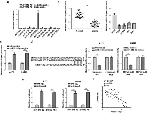 Figure 4. ZFPM2-AS1 interacted with miR-515-5p. (a) Potential miRNAs that had complementary base for ZFPM2-AS1 were obtained from starBase, and the interaction between ZFPM2-AS1 and these miRNAs was validated by RNA pull-down assay. (b) MiR-515-5p expression in glioma tissues and cells. (c) The transfection efficiency of miR-515-5p was confirmed by RT-qPCR. (d) Luciferase reporter assay was performed to verify the binding site between miR-515-5p and ZFPM2-AS1. (e) RIP assay was conducted to testify the interaction between miR-515-5p and ZFPM2-AS1. (f) Expression association between miR-515-5p and ZFPM2-AS1 was validated by Pearson’s association analysis. *p < 0.05, **p < 0.01, ***p < 0.001