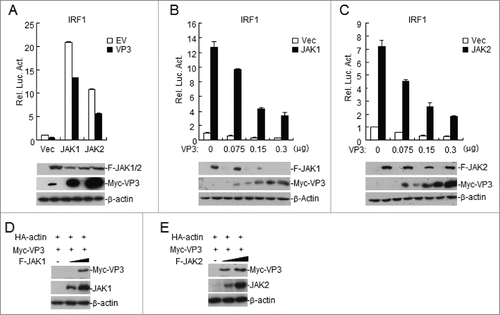 Figure 4. FMDV VP3 targets JAKs to regulate IFN-γ-triggered signaling. (A) Luciferase assays were used to assess how FMDV VP3 affects IRF1 activation through various signaling components. HEK293T cells were transfected with 100 ng of the IRF1 reporter, VP3 (100 ng), 10 ng of pRL-TK (as an internal control), and the indicated proteins (100 ng). Luciferase assays were performed 24 h after transfection. Western blotting was used to analyze JAK1, JAK2, and VP3 expression levels. (B-C) Dose-dependent effects of VP3 on JAK1- and JAK2-triggered activation of the IRF1 promoter. HEK293T cells were transfected with 100 ng of the IRF1 reporter, VP3, 10 ng of pRL-TK (as an internal control), and JAK1 or JAK2 (100 ng). Luciferase assays were performed 24 h after transfection. Western blotting was used to analyze JAK1, JAK2, and VP3 expression levels. (D-E) JAK1 and JAK2 increase the expression of the FMDV VP3 protein. HEK293T cells were co-transfected with increased amounts of JAK1 or JAK2 (0, 0.5, and 1.0 μg) and a constant quantity of VP3 (50 ng). At 24 h post-transfection, the cell lysate was analyzed by western blotting. The values are presented as the mean ± SD of three independent experiments.