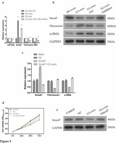 Figure 5. Rescue experiments for validating the gene expression and phenotypical changes of mesothelial cells. A. and B. Exosomes and miR-106a inhibitor were added to HMrSV5 cells and the expression of Smad7, α-SMA and fibronectin were detected by qRT-PCR and western blotting. Data were expressed as means ± SD. *P < 0.001. C. Smad7 overexpression plasmid was constructed into HMrSV5 cells and its role on MMT markers were validated by qRT-PCR. The constructed plasmid validly raised the expression of Smad7 in HMrSV5 cells. However, its expression was suppressed under the treatment of LG-exos. Moreover, the MMT markers in HMrSV5 cells were reversed. D. Cell proliferation from CCK8 assay showed that the inhibition of exosomes on HMrSV5 cells can be reversed by Smad7. E. The expression of Smad7 in HMrSV5 cells was checked by western blotting