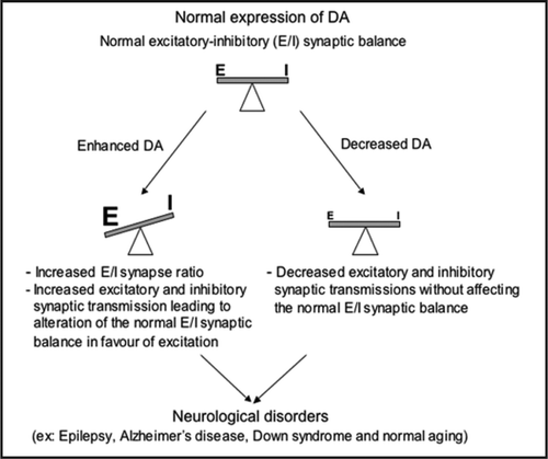 Figure 1 Relative levels of DA expression control synaptic activity leading or not to the alteration of the normal excitatory-inhibitory (E/I) synaptic activity ratio. DA alterations (overexpression or underexpresssion) might result in either strengthening or weakening of synaptic transmission, which in turn could regulate the normal excitatory-inhibitory balance. In all cases, these synaptic alterations lead in synaptic dysfunction, which according to different brain regions involved, could underlies complex psychiatric disorders such as autism and mental retardation or the cognitive impairment accompanying normal aging and neurological disorders, including Epilepsy, Alzheimer's disease and Down's syndrome.