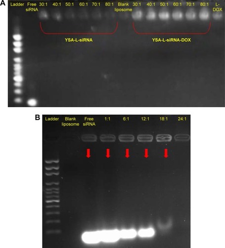 Figure 2 Gel retardation assay for the optimization of siRNA loading on YSA-L-DOX.Notes: (A) Optimization of siRNA loading on YSA-L and YSA-L-DOX at different ratios from 30:1 to 80:1. (B) Injected complexes with FAM-siRNA at different ratios ranging from 1:1 to 24:1 (microgram of liposome:microgram of siRNA) followed by visualization of siRNA mobility on the agarose gel. Blank liposome and free siRNA were used as control.Abbreviation: DOX, doxorubicin.
