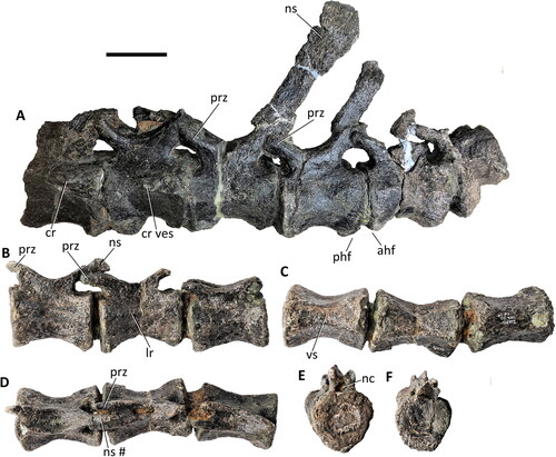 Figure 24. Comptonatus chasei gen. et sp. nov. (IWCMS 2014.80). Caudal vertebrae from the anterior to middle transition and middle series. Cd14–19 in A, left lateral view. Cd22–24 in B, left lateral, C, ventral, D, dorsal, E, anterior and F, posterior views. Abbreviations: ahf, anterior haemal facet; cr, caudal rib; cr ves, vestigial final caudal rib; lr, lateral ridge; nc, neural canal; ns, neural spine; phf, posterior haemal facet; prz, prezygapophysis; vs, ventral sulcus, #, fracture surface. Scale bar represents 50 mm.