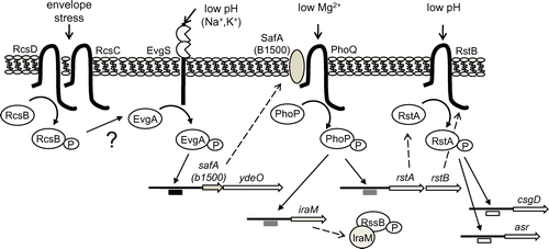 Fig. 2. Signal transduction networks via connectors in Escherichia coli.