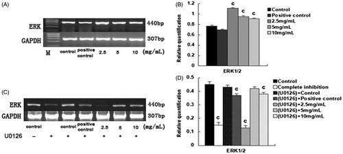 Figure 4. The effect of SPC-I on the gene expression of ERK1/2 during BMSC differentiation into osteoblasts.