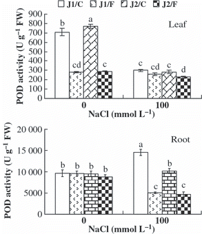 Figure 5 Peroxidase (POD) activity in the leaves and roots of grafted cucumber seedlings under 0 mmol L−1 and 100 mmol L−1 NaCl stress. Values are the mean ± standard error (n = 3). Bars with the same letters indicate no significant difference according to Duncan’s multiple range test (P < 0.05). J1/C, Jinyu No. 1 grafted onto Chaojiquanwang; J1/F, Jinyu No. 1 grafted onto Figleaf Gourd; J2/C, Jinchun No. 2 grafted onto Chaojiquanwang; J2/F, Jinchun No. 2 grafted onto Figleaf Gourd; FW, fresh weight.