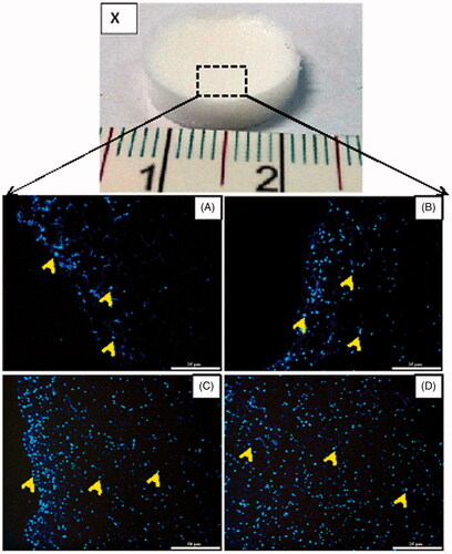 Figure 2. WJ-MSCs migration within the scaffolds in growth medium. (X) The 3D spongy scaffolds fabricated from WJ-derived ECM (15 mm diameter, 3 mm thickness). (A–D) Histological sections of fluorescent photomicrographs stained with Hoechst 33344 at day 3 (A), 7 (B), 14 (C) and 21 (D). Note that the cells are distributed (arrows) on the surface and inside the scaffolds during three weeks of culture. Scale bars: 25 µm in A and B; 50 µm in C and D.