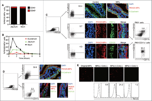 Figure 4. Oral T-MPs are mainly taken up by ileac IECs. (A) BALB/c mice were given i.g. PKH26-labeled H22-MPs followed by cell isolation from jejunum and ileum at 1 h, and the percentages of CD45+ and CD45− cells in PKH26+ cells were analyzed by flow cytometry (n = 3 per group). Data are representative of three independent experiments. (B) BALB/c mice were given i.g. PKH26-labeled H22-MPs, and cells in IE compartment were isolated from duodenum, jejunum, and ileum, respectively, at different time points (0 h, 0.5 h, 1 h to 8 h). The percentages of PKH26+ cells were analyzed by flow cytometry. Error bars represent mean ± SEM. (C) PKH26+ cells from ileum at 1 h were stained with E-Cadherin, CD11c, and CD103, and analyzed by flow cytometry (n = 3 per group). At the same time, the ileum tissues were removed for frozen sections and immunofluorescent staining, and observed by confocal fluorescent microscopy. Scale bars, 20 μm. Data are representative of three independent experiments. (D) BALB/c mice were given i.g. PKH26-labeled H22-MPs 30 min ahead of a colchicine i.v. treatment at 5 μM/g. One hour later, the percentages of E-Cadherin+ and CD103+ CD11c+ cells in PKH26+ cells from ileum were analyzed by flow cytometry. The ileum tissues were also removed for frozen sections and immunofluorescent staining. Scale bars, 20 μm. Data are representative of three independent experiments. (E) One hour after BALB/c mice were given i.g. PKH26-labeled H22-MPs, isolated ileac cells were sorted by MACS for CD45− IECs. The PKH26+ IECs were cultured with or without 10 μM colchicine for one hour, and the supernatant was collected for fluorescent microscopy or co-incubated with DCs for another 2 h followed by flow cytometric analysis. Scale bars, 5 μm. Data are representative of three independent experiments.