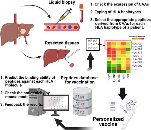 Figure 3 Scheme of personalized vaccination strategy targeting cancer associated antigens (CAAs). Personalized vaccines can be realized using a peptide prediction system for vaccines based on an off-the-shelf database of peptides derived from various types of CAAs.