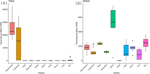 Figure 4. Boxplot of transcripts per million (TPM) for candidate genes across tissues from publicly available RNA-sequencing data. TNNI2 (A) and RPS20 (B) genes were selected from highly expressed genes across groups from microarray data.