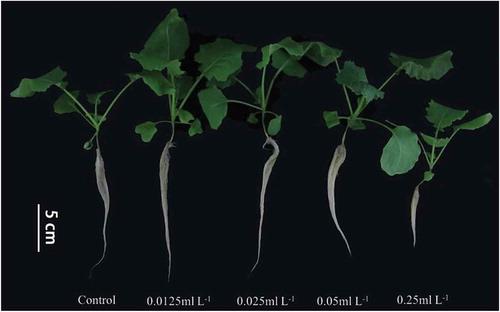 Figure 1. Plant phenotype under different ethanol treatments.