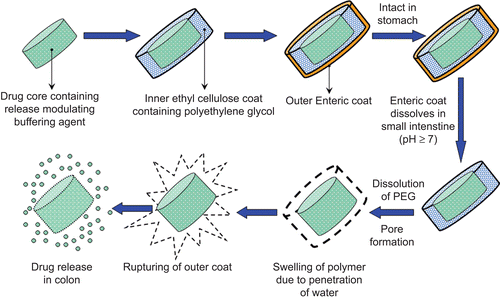 Figure 1.  Schematic diagram of the colon-targeted formulation system.