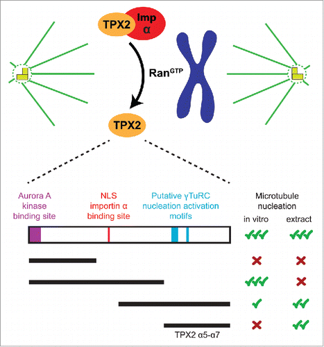 Figure 1. Top: RanGTP releases TPX2 from inhibitory importin α in the vicinity of chromosomes during mitosis. Bottom: Schematic of the TPX2 protein highlighting the location of key functional elements, as well as different truncated TPX2 constructs with their observed abilities to nucleate microtubules from purified tubulin in vitro, and to stimulate branching microtubule nucleation in Xenopus egg extract.