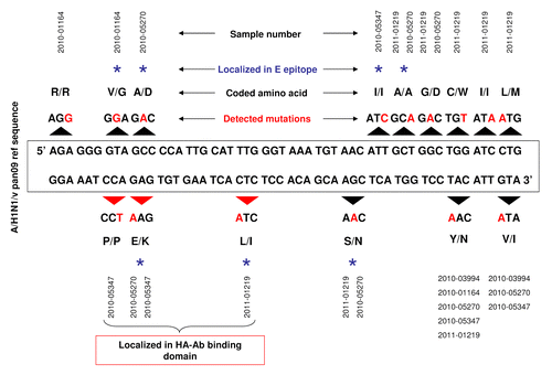 Figure 2. Schematic representation of genetic diversity of hemagglutinin (HA) sequence in five Taiwan isolates of A(H1N1)v pan09 strain. Black arrows above and below A(H1N1)v pdm09 reference sequence indicate modified DNA codons. Red letters show nucleotide changes. Altered amino acids in HA protein sequence are also shown. Blue star over the description indicates amino acids localized in the epitope E of HA. Additionally, red arrows underline three point mutations, which are translated to amino acids in the epitope E of HA.