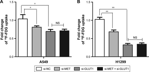 Figure 4 Graphs show influence of MET knockdown on 18F-FDG (18F-fluorodeoxyglucose) uptake. Influence of MET on 18F-FDG uptake in lung adenocarcinoma (A) A549 and (B) H1299 cell lines. MET knockdown by specific siRNA (small silencing RNA) significantly decreased 18F-FDG uptake in A549 (P=0.035) and H1299 (P=0.010) cells. GLUT1 knockdown by specific siRNA further reduced 18F-FDG uptake in A549 (P=0.011) and H1299 (P=0.001) cells. However, no additive effect was observed when si-MET was combined with si-GLUT1 in A549 (P=0.708) and H1299 (P=0.764) cells. *P<0.05, **P<0.01.