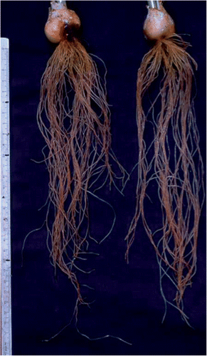 Figure 1. A photograph of tulip (Tulipa gesneriana) roots cultivated in culture solution during the flowering stage in early May.