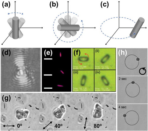 Figure 2. Types of rotation