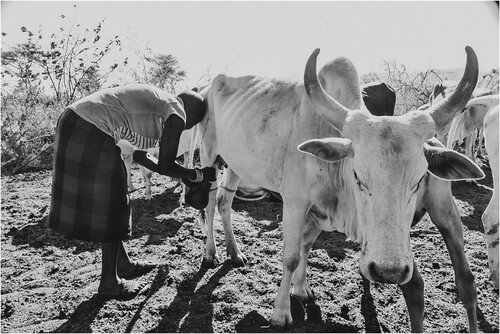 Figure 2. A Barabaig pastoralist woman milking a Zebu cow in the early morning hours during the dry season in north-central Tanzania. Photo by author.