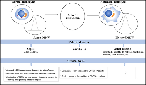 Figure 1 MDW and the role of MDW in various diseases. The morphological changes of monocytes can be indicated by MDW values. Under the action of various stimuli, monocytes undergo morphological changes, which can reflect the state of host immune function and the state and process of disease.