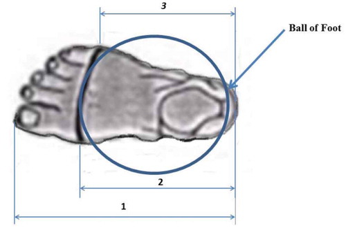 Figure 1. Ball of foot as indicated within the blue line of the 3D mesh foot area.