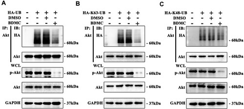 Figure 3 BDMC inhibited the K63-linked ubiquitination of Akt. (A) The level of ubiquitination of Akt was assayed by Western blotting. (B) The level of K63-linked ubiquitination of Akt was assayed by Western blotting. (C) The level of K48-linked ubiquitination of Akt was assayed by Western blotting. The values are presented as the means±SD, using one-way analysis of variance (ANOVA) to analyze the differences among groups.