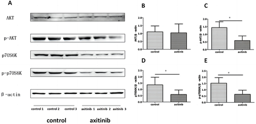 Figure 7 Axitinib significantly reduced levels of p-AKT, p70S6K and p-p70S6K shown in Western blot results. (A) The protein levels of AKT and p-AKT, p70S6K and p-p70S6K were determined by immunoblot (n = 6 per group). (B) No significant difference in the relative levels of AKT was detected (P > 0.05). (C–E) The relative levels of p-AKT (C), p70S6K (D) and p-p70S6K (E) in the axitinib group were significantly lower than that in the control group (P < 0.05). *P < 0.05.
