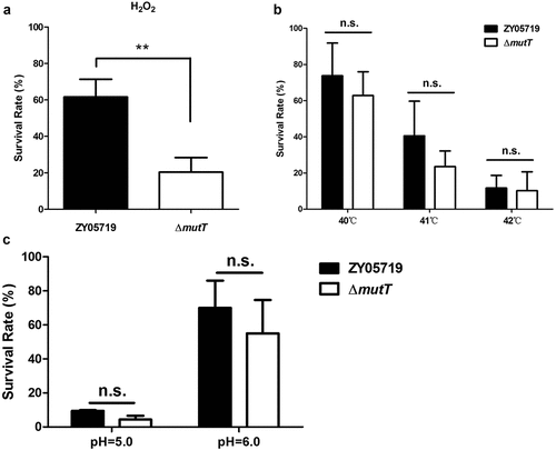 Figure 2. The role of MutT in oxidative stress tolerance of SS2. ZY05719 and ΔmutT were cultured in THB to an OD600 of 0.6 and collected by centrifugation. Then, the bacteria were subjected to stress challenges of H2O2 (a), high temperature (b), and acidic conditions (c). Bacterial survival was determined by plating diluted samples onto THB agar before and after stress challenges. Each experiment was performed in triplicate. *P < 0.05; **P < 0.01; ***P < 0.001