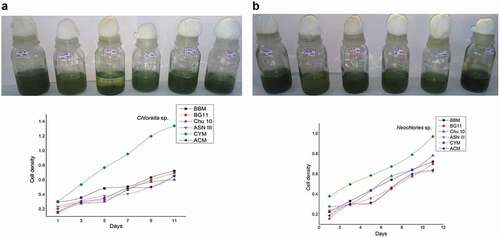Plate 4. (a) Chlorella sp.Growth of algal strains under optimized condition. (b) Neochloris sp.Growth of algal strains under optimized condition