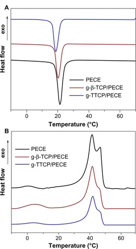Figure 5 DSC profiles for PECE, g-β-TCP/PECE, and g-TTCP/PECE hydrogel composites. (A) DSC thermograms recorded from the first cooling cycle. (B) DSC thermograms recorded from the second heating cycle.Abbreviations: DSC, differential scanning calorimetry; PEG, poly(ethylene glycol); PCL, poly(ε-caprolactone); PECE, PEG-PCL-PEG; g-β-TCP, poly(l-lactic acid)-grafted tricalcium phosphate; g-TTCP, poly(l-lactic acid)-grafted tetracalcium phosphate.