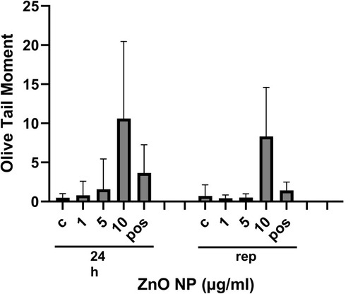Figure 6 DNA fragmentation expressed by the Olive tail moment (OTM) in HUVEC after exposure to ZnO NPs (µg/mL). ECGM without ZnO NPs served as negative control (c) and MMS 200 µM as positive control (pos). Graphs show results after 24 hrs long-term (24 hrs) and repetitive (rep) exposure to ZnO NP (µg/mL).