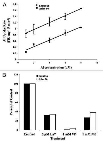 Figure 2 Al3+ uptake by PM vesicles isolated from 5 mm root tips of both the Al-sensitive cultivar Scout 66 and the Al-tolerant cultivar Atlas 66. (A) Rate of Al3+ uptake by PM vesicles incubated in increasing concentrations of Al3+. The PM vesicles from the Al sensitive cultivar Scout 66 were more permeable to Al3+ than those of the Al-tolerant cultivar Atlas 66. The values are means ± SD. Rates of Al3+ uptake are expressed in Fluorescence Intensity Units (FIU) mg−1 protein min−1. (B) Effect of Ca2+ channel blockers on the rate of Al3+ uptake by PM vesicles s percent of the control. All Ca2+ channel blockers tested inhibited the rate Al3+ uptake by the PM vesicles in both cultivars. The accumulation of Al3+ in the PM vesicles was monitored by measuring the fluorescence emitted by the Al-morin complex as described in the text. Both experiments were repeated three times in triplicate (n = 9). The PM vesicles were pooled from multiple independent membrane isolations in order to obtain enough membrane protein for the assays.