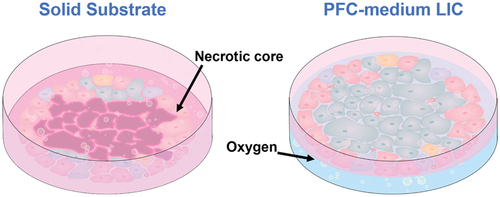 Figure 14. High-Density cell clusters such as islets are prone to hypoxia. Oxygen diffusion to the islet core is limited, particularly on solid substrates; central necrosis ensues. Perfluorocarbons (PFCs) have high gas solubility. PFC-medium liquid-liquid interface culture (LIC) offers pan-directional oxygen delivery, encouraging islet survival and improved function.