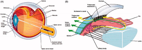 Figure 1. Two-point perspectives of the entire human eye (A) and of the anterior segment of the eye (B).