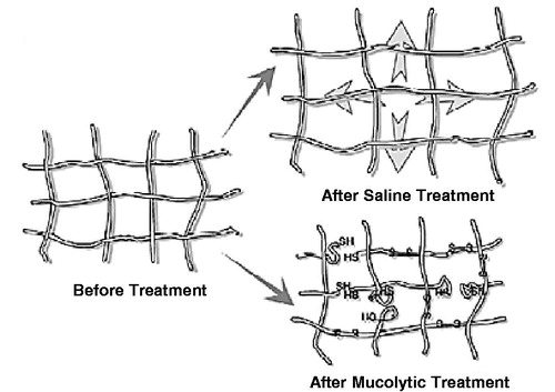 Figure 9. An influence of mucolytic treatment on the mucus mesh. Treatment with hypertonic saline increases the spacing within the mucus mesh. Treatment with a mucolytic such as N-acetyl cysteine breaks disulfide bonds within the mucosal mesh network. The increase in openings can increase particle penetration [Citation12].