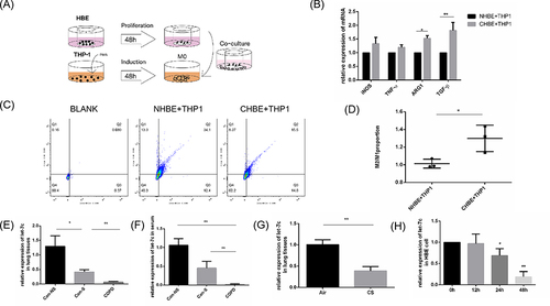 Figure 3 CHBE induced polarization of M2 type macrophages and expression of let-7c. (A) Scheme illustrating co culture experimental set-up. (B) The mRNA levels of macrophage markers in macrophages that were cocultured with CHBE cells were measured by quantitative RT–PCR.(C) Flow cytometry was performed, and (D) the M2/M1 ratio in the coculture cell model was determined. (E and F) Let-7 expression in human lung tissues (n=4) and serum (n=6). (G) Let-7 expression in the lung tissues of mice (n=4). (H) The mRNA levels of macrophage markers in HBE cells stimulated with 5% CSE for 0, 12, 24 and 48 h were measured. The data are the mean ± SD. *P<0.05; **P < 0.01.