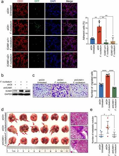 Figure 3. ICAM1 is involved in F. nucleatum-mediated CRC cells extravasation and metastasis in vivo. (a) GFP-labeled HCT116 cancer cells transfected with two siRNAs targeting ICAM1 were co-cultured with F. nucleatum or PBS, and subjected to extravasation model in vivo. The colonized HCT116 cells in lung tissues were measured by immunofluorescence assay. Scale bar, 100 μm. (b-c) HCT116 cells stably infected with lentivirus-based ICAM1 shRNAs or control shRNAs were co-cultured with F. nucleatum or PBS control, and subjected to Western blot analysis (b) and migration assay (c). The migrated cells were quantified at 18 hours. Scale bar, 100 μm. (d-e) The ICAM1-knockdown HCT116 cells pretreated with F. nucleatum or PBS were tail-vein injected into nude mice to develop pulmonary metastases. Representative gross lungs and H&E stained lung sections were shown (d). Arrows indicated metastatic nodules. Pulmonary metastatic nodules per mice were quantified (e). Data are shown as mean ± SD. * P < .05, ** P < .01, **** P < .0001, Mann-Whitney test (a, e), Student’s t test (c).