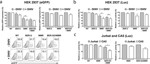 Figure 6. Efficiency of DNA repair is reduced in cells infected with HIV. (a,b) HEK 293 T cells were co-transfected with eGFP-Luc reporter plasmids bearing modifications inactivating eGFP-Luc expression, and a HIV-1 vector plasmid (+DHIV), or an empty vector (-DHIV). (a) The left graph shows relative eGFP expression (measured using flow cytometry) by damaged eGFP-Luc constructs (plasmids BER-U, MMR, and BER-GO/MMR), calculated in reference to eGFP expression from the WT eGFP-Luc plasmid (100%) (n = 3 experiments). The right graph shows relative eGFP expression by damaged eGFP-Luc constructs, in HEK 293 T cells co-transfected with a HIV-1 vector plasmid (+DHIV), when compared to cells transfected with an empty plasmid (-DHIV; set to 100%). The lower panel shows representative flow cytometry contour plots. The numbers in the gates indicate the percentage of eGFP positive cells within the population analyzed. The median fluorescence intensities for the eGFP+ population are indicated by a cross and were used to calculate relative eGFP expression. All plots were gated on live cells. (b) The left graph shows relative luciferase expression by damaged eGFP-Luc constructs, calculated in reference to luciferase expression from the WT eGFP-Luc plasmid (100%) (n = 4 experiments). The right graph shows relative luciferase expression by damaged eGFP-Luc constructs, in HEK 293 T cells co-transfected with a HIV-1 vector plasmid (+DHIV), when compared to cells transfected with an empty plasmid (-DHIV; set to 100%). (c)The left graph shows relative luciferase expression by damaged eGFP-Luc constructs in Jurkat and CA5 cell lysates, calculated in reference to luciferase expression from the WT eGFP-Luc plasmid (100%) (n = 3 experiments). The right graph shows relative luciferase expression by damaged eGFP-Luc constructs, in CA5 cells, when compared to Jurkat cells (set to 100%). Significance (P < 0.05) was determined by 2-tailed, paired-sample t test. *P < 0.05; **P < 0.01.