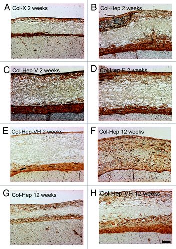 Figure 4. Vascularization of scaffolds (laminin staining). At two weeks, the scaffold substituted with heparin (Col-Hep; B) contained more blood vessels than other scaffolds (A, C–E). No significant differences between scaffolds types were observed at 12 weeks after implantation (F–H), although some variation between scaffolds was visible in distribution of blood vessels, both between and within groups. Bar represents 200 µm. Hep, heparin; V, VEGF; H, HGF.