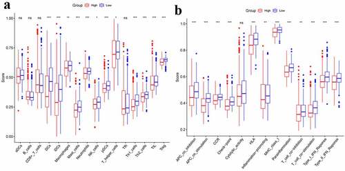 Figure 5. Comparison of the ssGSEA scores between different risk groups.a. The scores of 16 immune cells.b.The scores of 13 immune-related functions. Adjusted P values were showed as: ns, not significant; *, P< 0.05; **,P< 0.01; ***, P< 0.001